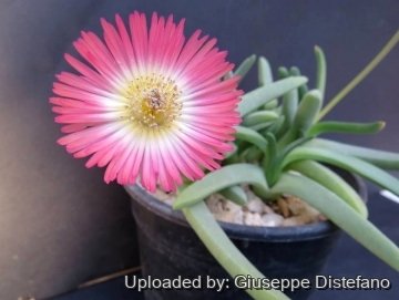 Cephalophyllum spissum