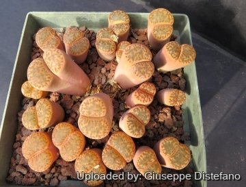 Lithops bromfieldii var. insularis