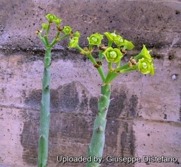 Euphorbia dregeana