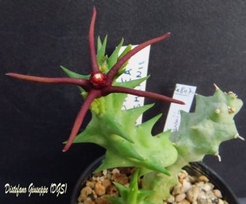 Orbea wissmannii
