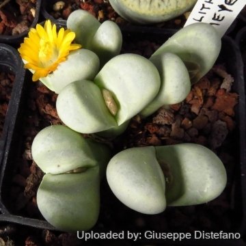 Lithops meyeri