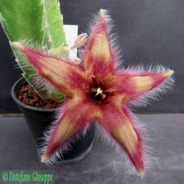 Stapelia gettleffii