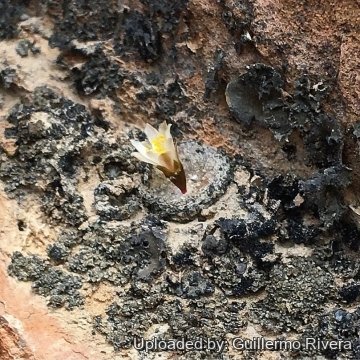 Blossfeldia liliputana