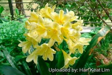Clivia miniata var. citrina