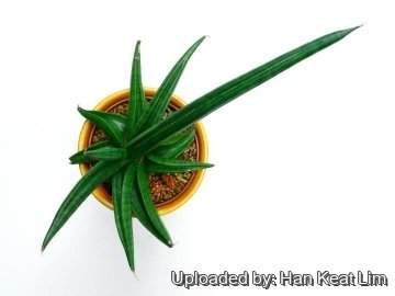 Sansevieria patens