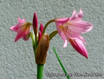Crinum х powellii