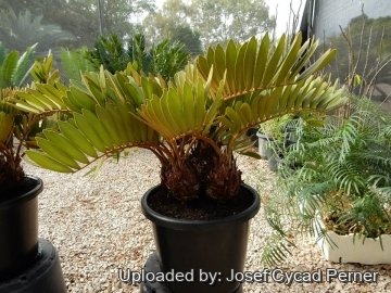 Zamia furfuracea