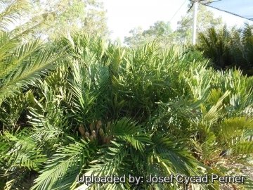 Zamia loddigesii