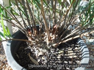 Zamia integrifolia