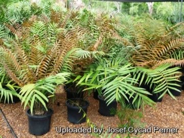 Ceratozamia latifolia