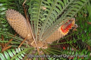 Encephalartos altensteinii