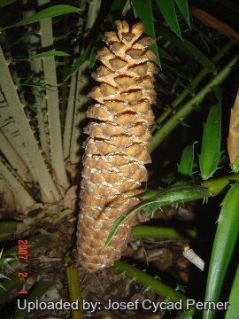 Encephalartos gratus