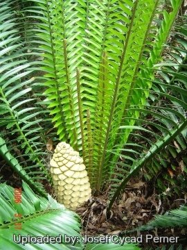 Encephalartos hildebrandtii