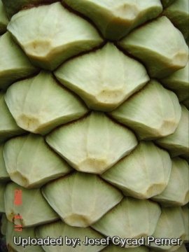 Encephalartos hildebrandtii