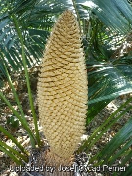 Cycas tansachana