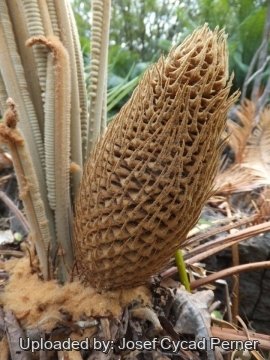 Cycas siamensis
