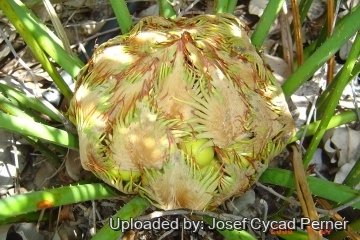 Cycas simplicipinna