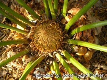 Cycas sphaerica