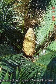 Cycas sphaerica