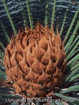 Cycas maconochiei