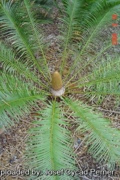 Cycas pectinata