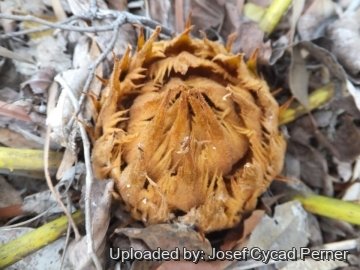 Cycas siamensis