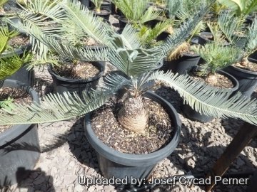 Cycas calcicola