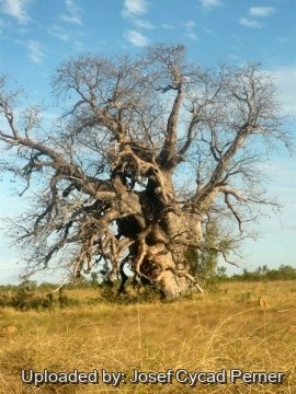 Adansonia gregorii
