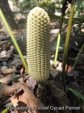 Zamia encephalartoides