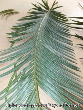 Cycas neocaledonica