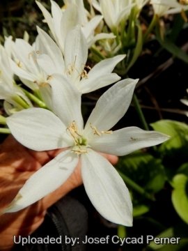 Proiphys amboinensis