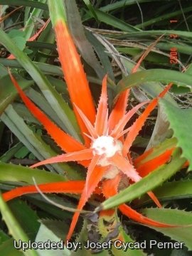 Bromelia humilis