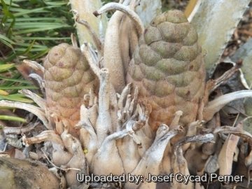 Encephalartos septentrionalis cv. Sudan Silver