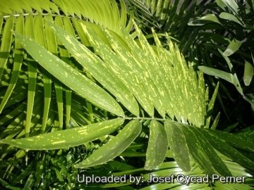 Zamia variegata