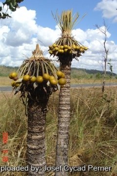 Cycas armstrongii