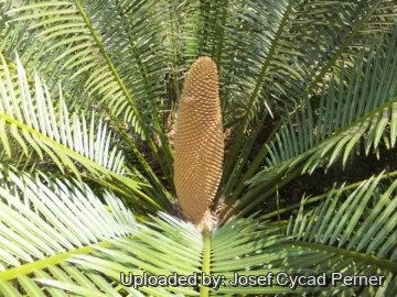 Cycas tansachana