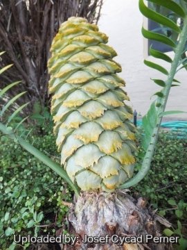 Encephalartos villosus