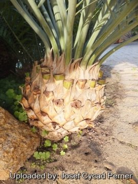 Encephalartos nubimontanus