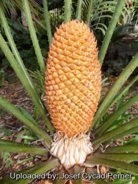 Cycas thouarsii