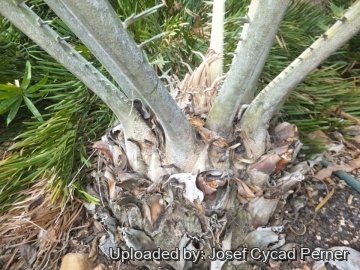 Encephalartos septentrionalis