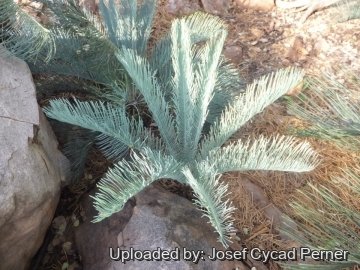 Cycas cairnsiana