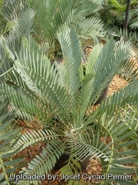Encephalartos princeps