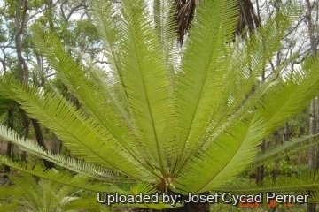 Cycas maconochiei subs. lanata