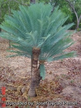 Cycas canalis subs. carinata