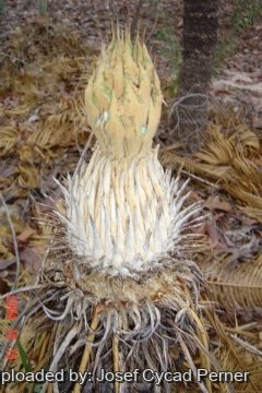 Cycas canalis subs. carinata