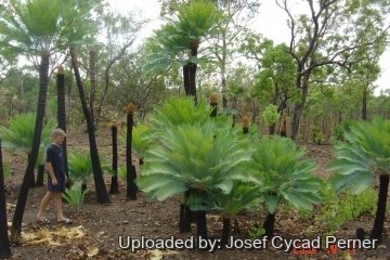 Cycas canalis