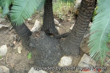 Cycas conferta