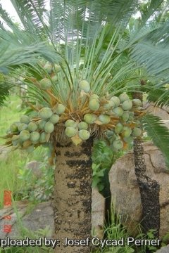 Cycas conferta