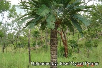 Cycas conferta