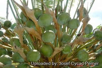 Cycas conferta